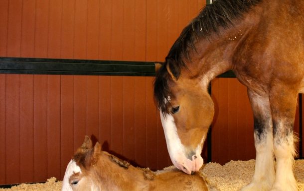 clydesdale arizona