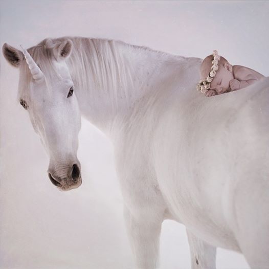 beautiful white horses tumblr