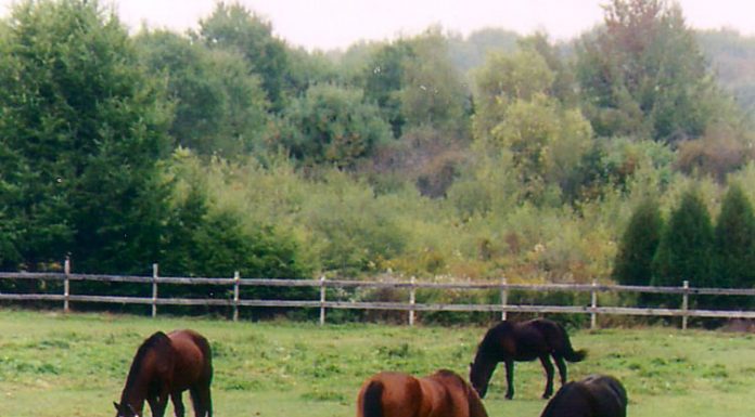 camp horses