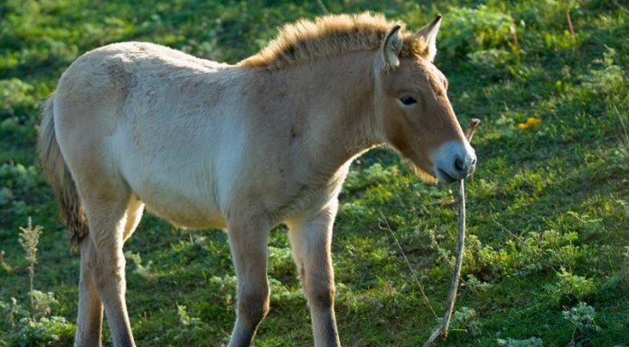 przewalskis horse