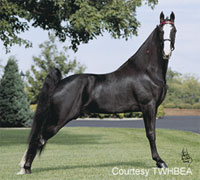 black horse