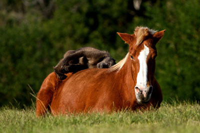 horse baboon