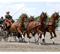 horse riding