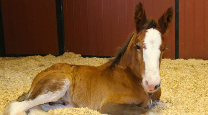 clydesdale