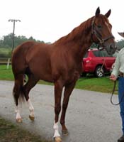 brown horse