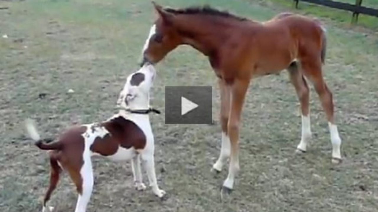 Featured Video: Jack Russell Rides Mini Horse - Horse Illustrated