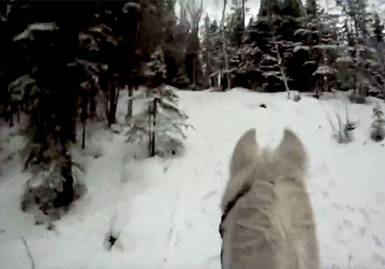 horse video