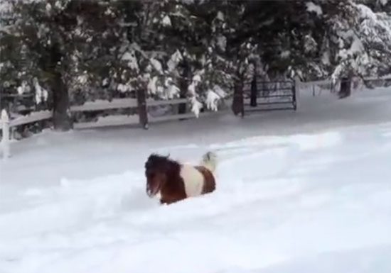 horse in snow