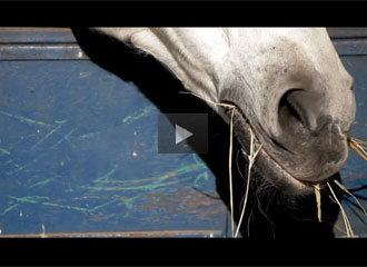 horse video