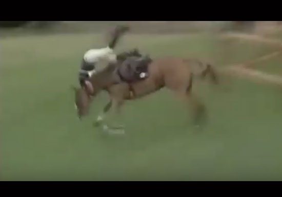 horse video