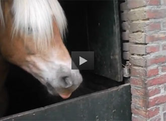 horse video