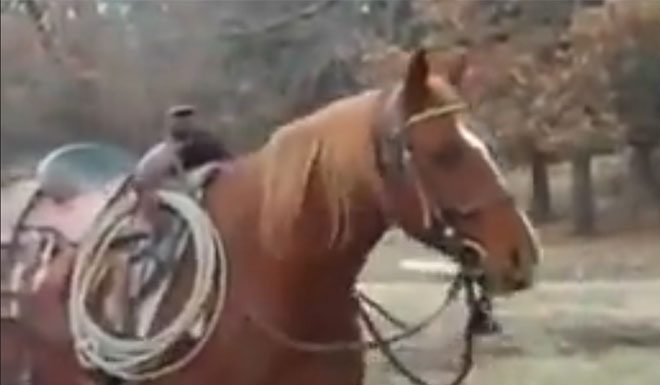 horse video