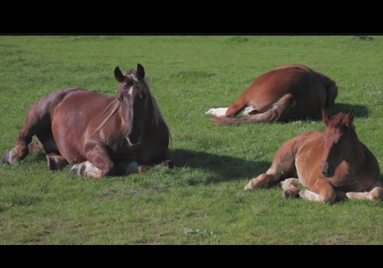 horse video