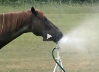 video of horse