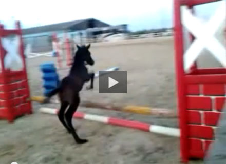 horse video