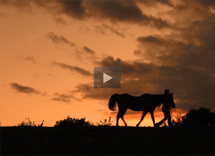 horse video