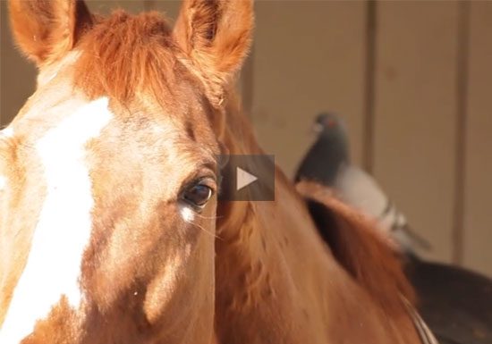 horse video