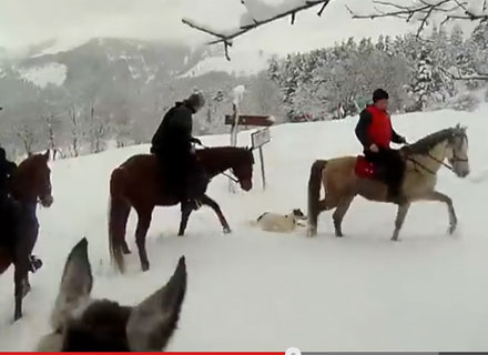 horse video