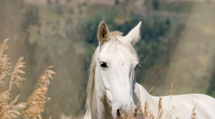 white horse