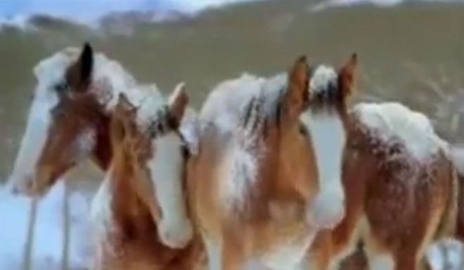 horse video