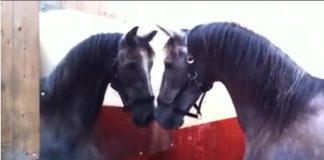 horse video