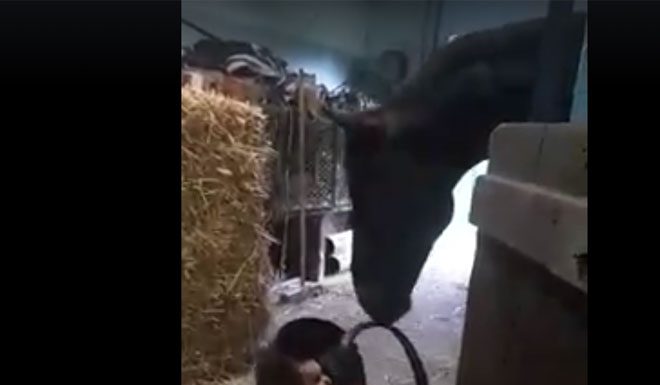 horse video