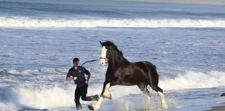 Express Clydesdales at the beach