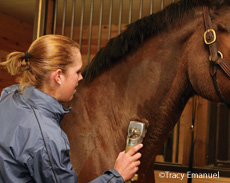 vet grooming brown horse