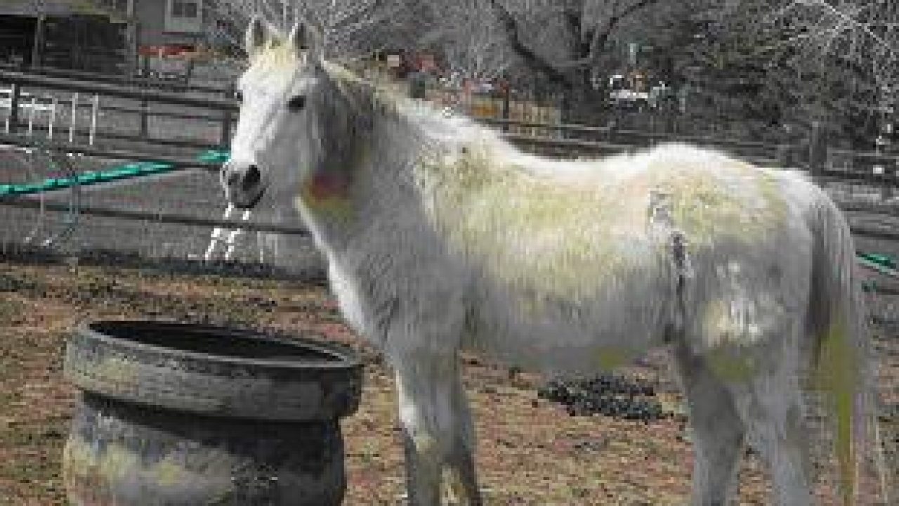 Advances Against Cushing S Disease Horse Illustrated Magazine