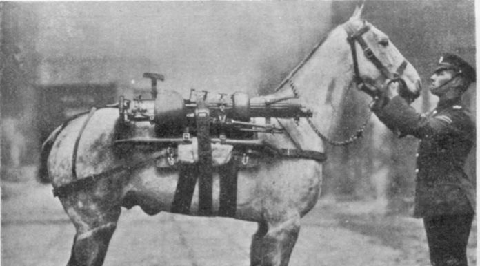 infantry gun horse offside