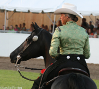 morgan horse