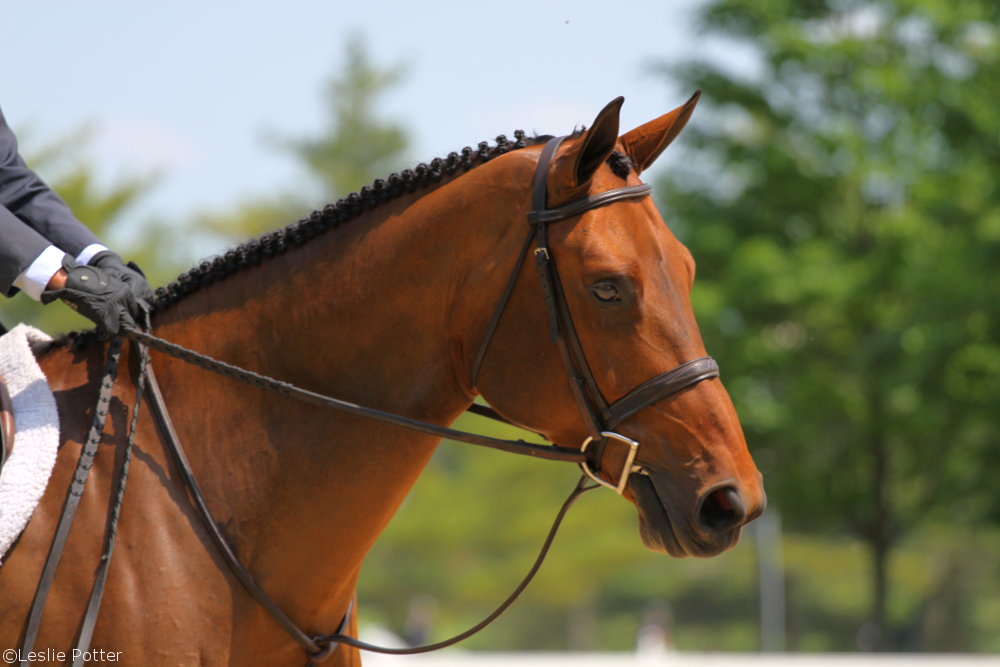 Baby clearance horse jumper