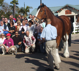 brown horse