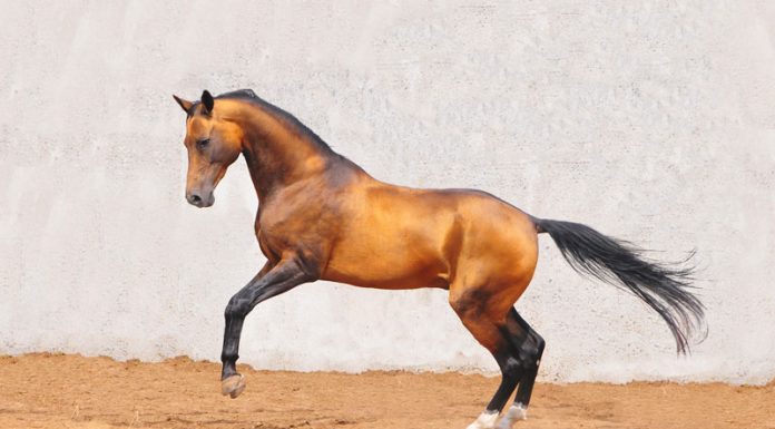 akhal-teke