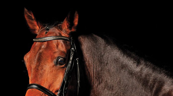 alarmed dressage horse