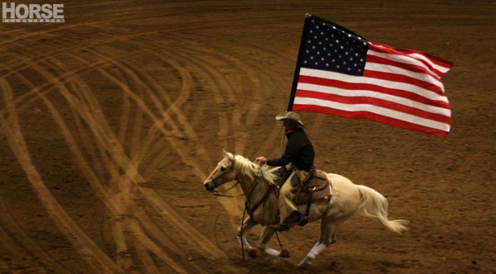 american flag palomino