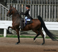 american saddlebred equitation