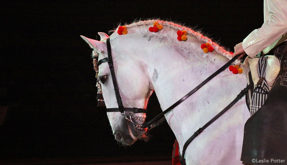 Carriage Driving & Pleasure Driving - The British Association for the Pure  Bred Spanish Horse