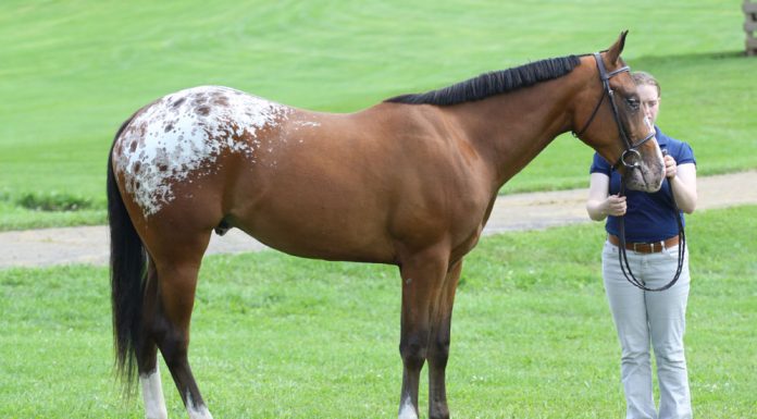 Appaloosa horse at a horse show