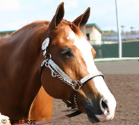 aqha sorrel