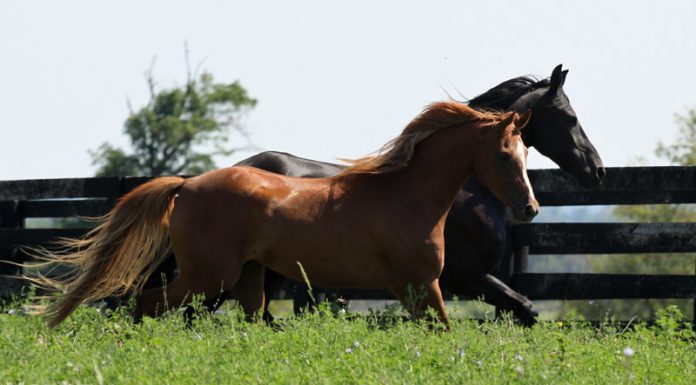 arabian and friesian