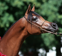 arabian halter