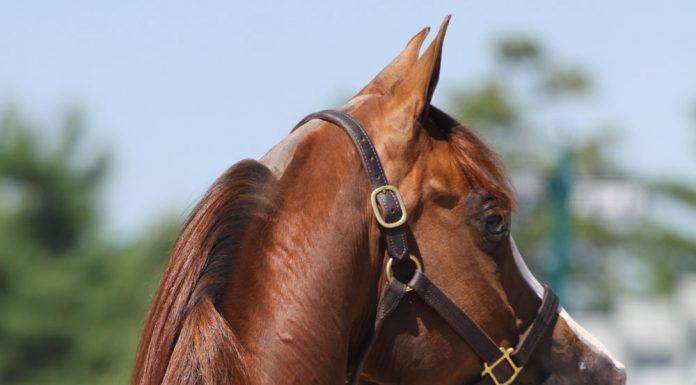 arabian horse