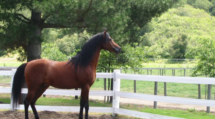 arabian horse