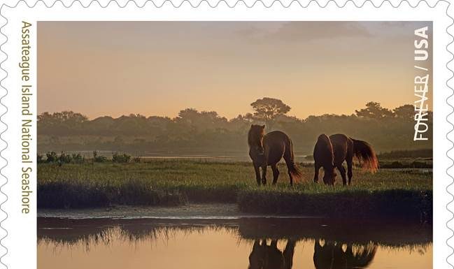 assateague pony stamp