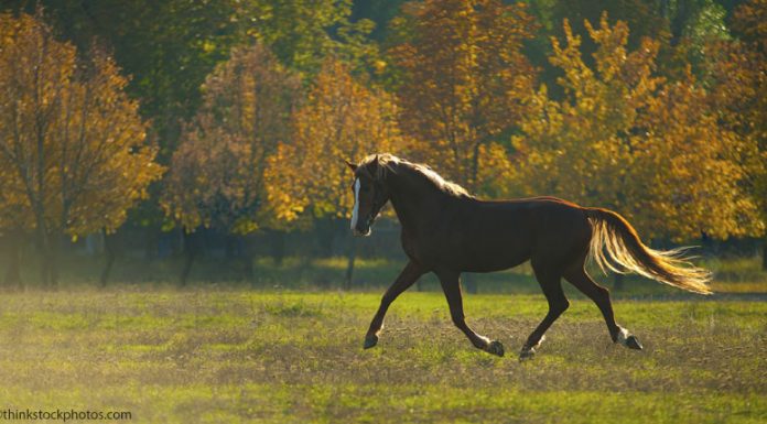 autumn trot