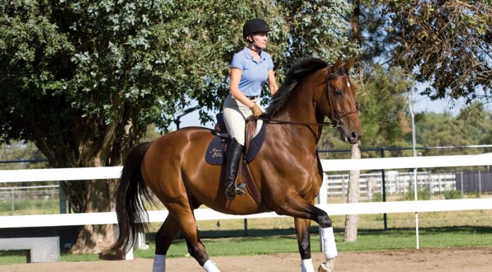 English horse and rider cantering