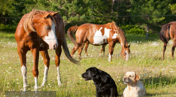 barn dog safety