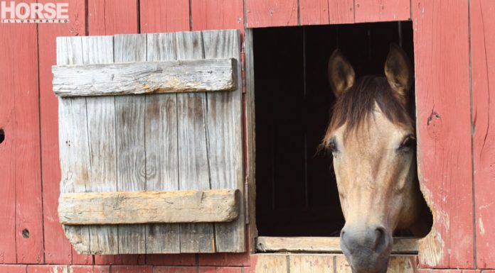 barn window buckskin