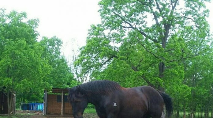 barnbestie juliet orazietti